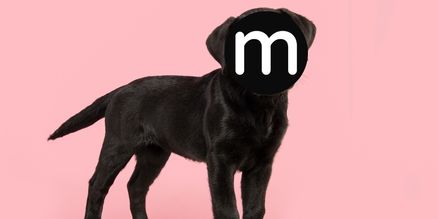 Is this the UK's favourite Dog Breed in 2024?