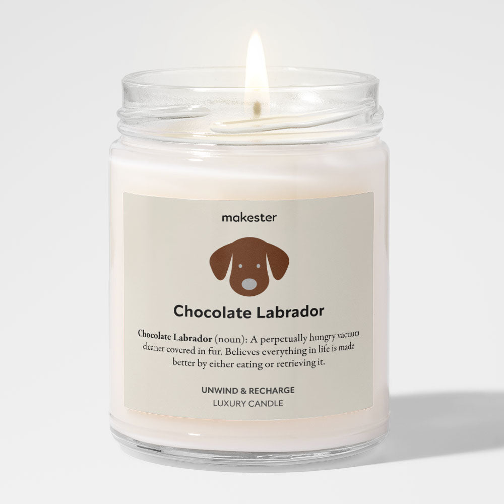 Chocolate Labrador