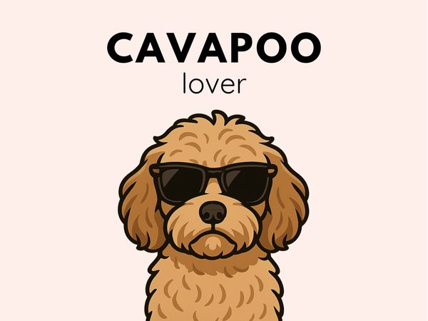 For the cavapoo
